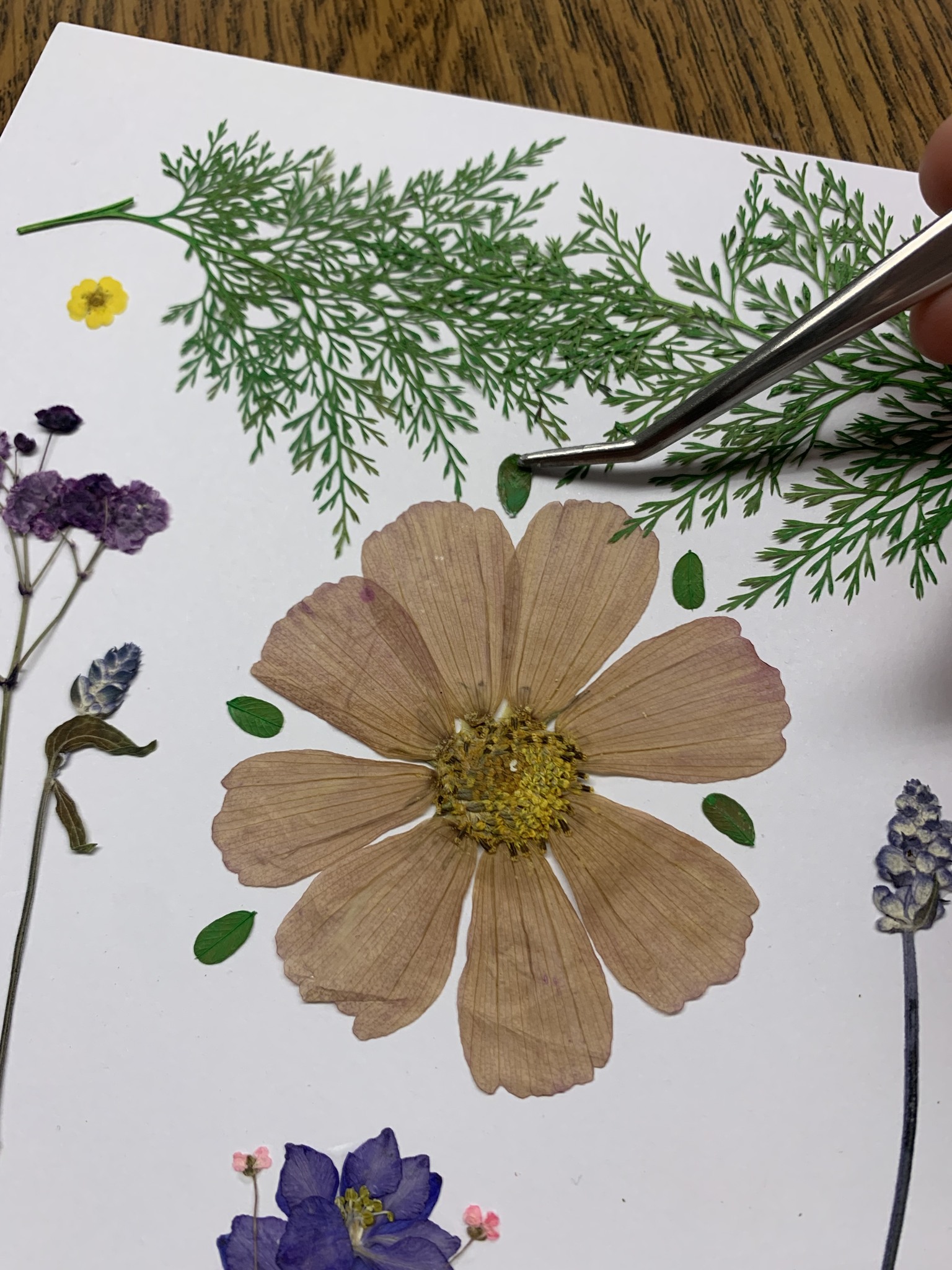 Dried flowers and leaves on a sheet of paper
