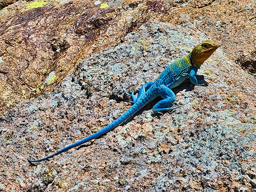 A colorful blue and yellow collared lizard standing on a rock