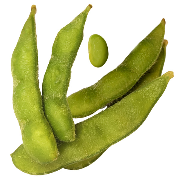 Closeup of soybeans in pods and one outside of a pod